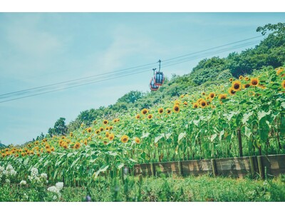 “夏の名物風景”神戸布引ハーブ園の「ひまわり畑」が間もなく見ごろに。昼は“元気いっぱい”の花畑、夕方は一面黄金色に輝く幻想的な風景がきっと忘れない夏を演出します。