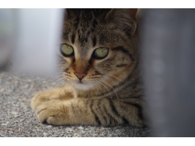 猫がクルマに入り込んでしまったトラブル１ヶ月で１９件！暖かい沖縄でも発生！寒い冬だけでなく、１年通してご注意ください。