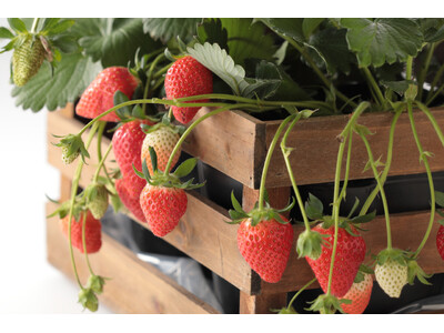 【スイパラ／店舗限定】お席でいちご狩り、そのままお持ち帰り！鉢ごと楽しむ「すいぱらひめ」体験キャンペーン開催