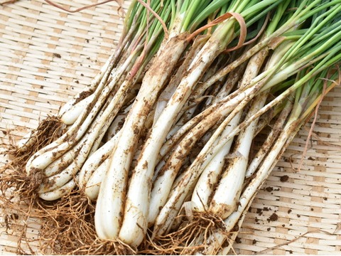 1400食分の無農薬栽培 島らっきょうを無償提供 ～沖縄県本部町の幼稚園、小・中学校の給食にて～