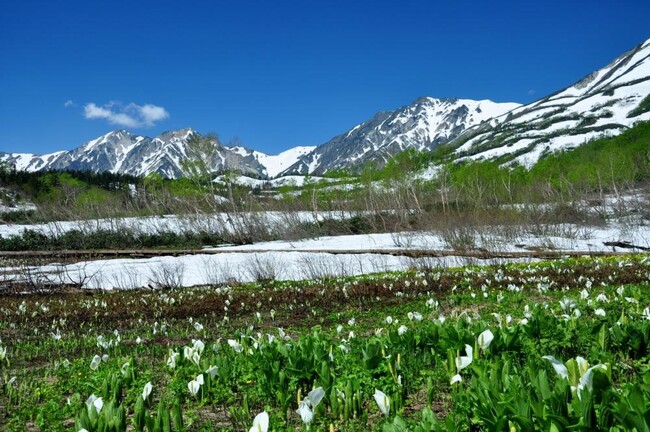 長野県HAKUBAVALLEY 「つがいけマウンテンリゾート」北アルプスの絶景と高層湿原が織りなす天空の「栂池自然園」へ！