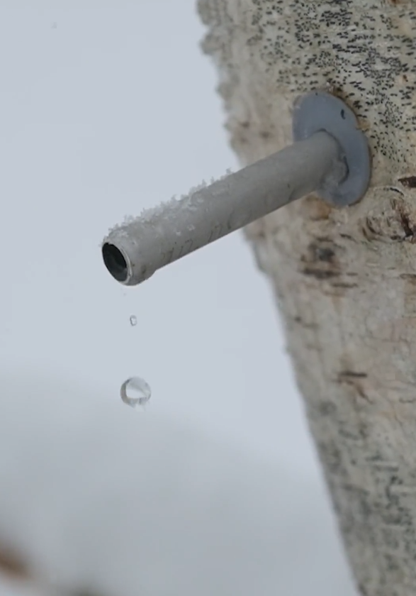 北海道美深町の「白樺樹液」を、水で薄めずに化粧水に。あの「奇跡のリンゴ」から採取したLPSも配合。＜ホワイトバーチモイストウォーター＞9月13日（水）発売