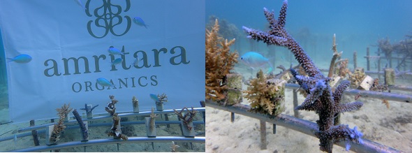 3月5日「サンゴの日」。世界で広がる日焼け止め規制とサンゴ再生を支援する、環境配慮型サンスクリーン