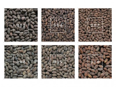 インドネシアでカカオ開発を行うフーズカカオ株式会社が1回目の輸入を完了！国内で初めて8種類の発酵違いカカオ豆をWebサイトにて提供開始