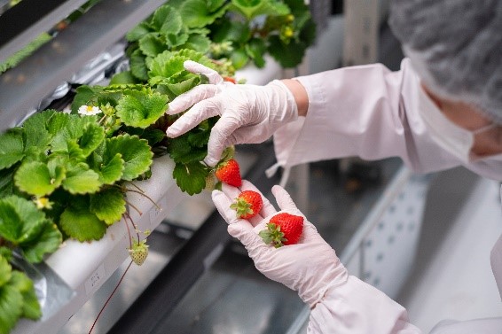 閉鎖型植物工場で生産したいちご「N.BERRY」の販売開始について