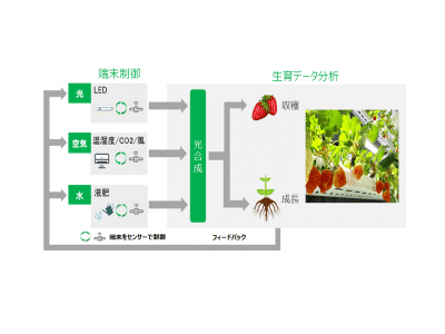 「いちご植物プラント」の高度化に向けたトライアル及びパートナー事業者様募集について