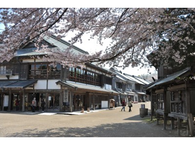 江戸風情溢れる「房総のむら」で美しい桜を見ませんか？平成３０年４月７日（土）・８日（日）に「さくらまつり」を開催！
