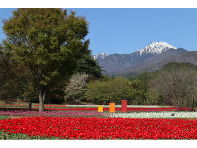 「SPRING FESTA 2024～チューリップ・ナノハナまつり～ 」 【国営アルプスあづみの公園　堀...