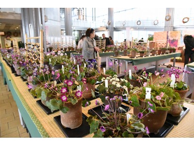 雪割草まつりを開催します（国営越後丘陵公園）