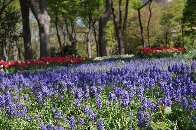 新宿中央公園 魅力再発見！春の公園のんびりさんぽ