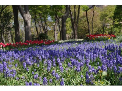 新宿中央公園 魅力再発見！春の公園のんびりさんぽ
