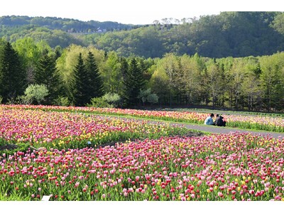 札幌近郊最大！25万本のチューリップ満開！（国営滝野すずらん丘陵公園）