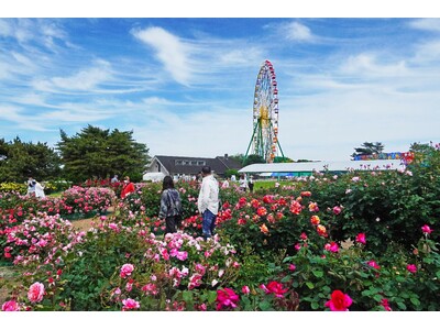 約3,400株のバラがまもなく見頃です（国営ひたち海浜公園）