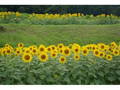 ヒマワリ畑・迷路、満開です！【国営アルプスあづみの公園　堀金・穂高地区】