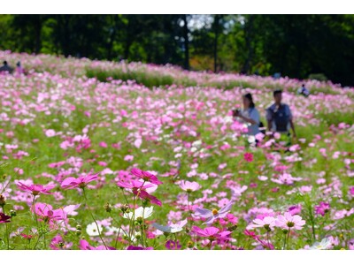 滝野に彩りの秋がやってくる！秋のオススメ情報（国営滝野すずらん丘陵公園）