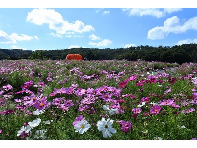 コスモスまつり開催（国営越後丘陵公園）