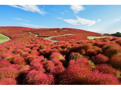 コキア紅葉見頃を迎えています（国営ひたち海浜公園）