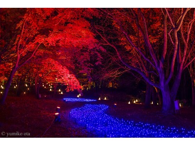 ライトアップ＆イルミネーション「紅葉見ナイト」開催します！（国営武蔵丘陵森林公園）