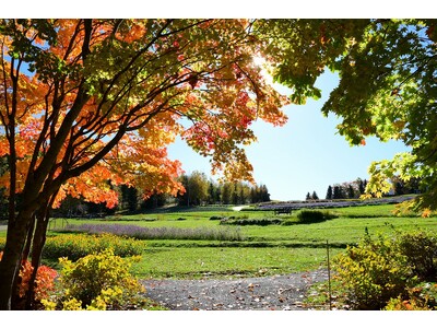 【北海道の短い秋は今が本番！】まもなく紅葉見頃！！（滝野すずらん丘陵公園）