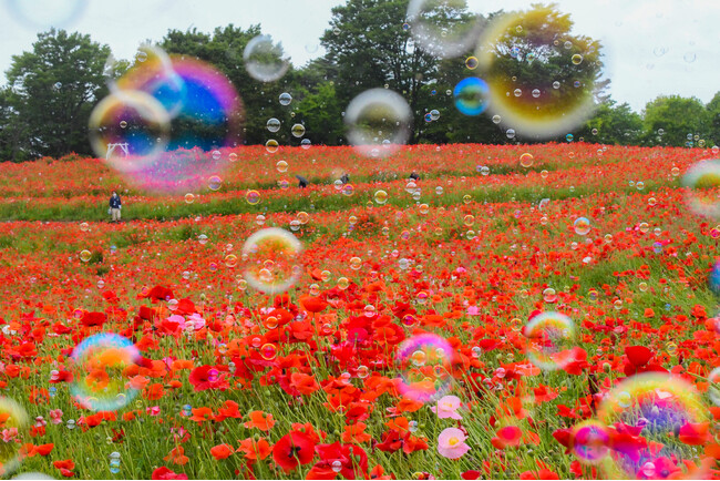 花の丘　シャーレーポピーとカスミソウ見頃（国営昭和記念公園）