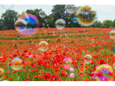 花の丘 シャーレーポピーとカスミソウ見頃(国営昭和記念公園)