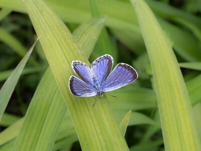 オオルリシジミ舞い始め【国営アルプスあづみの公園　堀金・穂高地区】