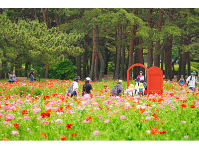 シャーレーポピー見頃です（国営ひたち海浜公園）