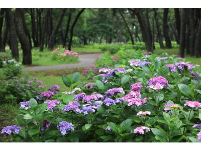 アジサイ見頃【国営海の中道海浜公園】