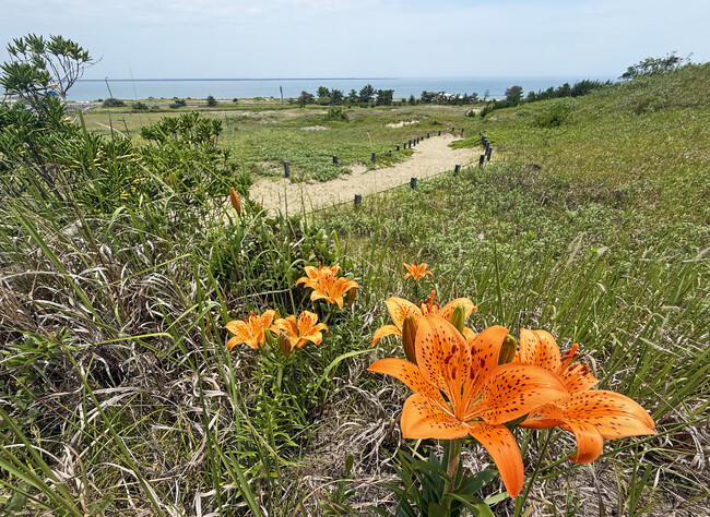 スカシユリが咲き始めました（国営ひたち海浜公園）