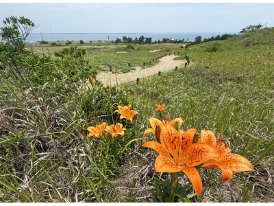スカシユリが咲き始めました(国営ひたち海浜公園)