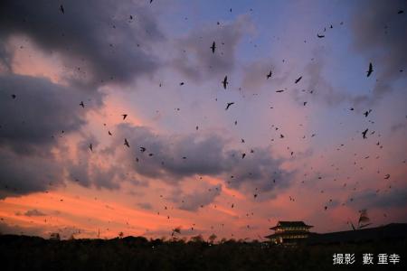 ６万羽の『ツバメのねぐら入り』（平城宮跡歴史公園）