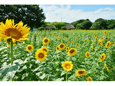★スーちゃんと夏の風景★ひまわり Amazon.co.jp: 絵画 ひまわり 風景 黄色い花 「Sunny Day」 太陽