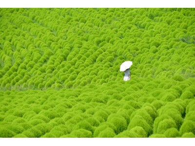 一面に広がる夏色の丘　緑葉コキアが見頃です（国営ひたち海浜公園）