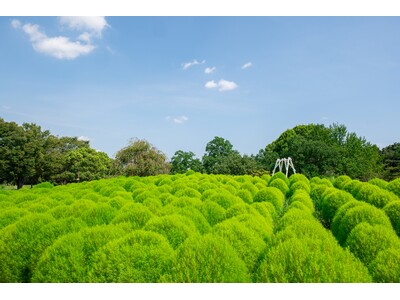 緑のコキアが見頃！盛夏のふわふわグリーンを楽しもう(国営昭和記念公園)