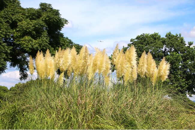 プレスリリース「秋深まるうみなか　パンパスグラス見頃【国営海の中道海浜公園】」のイメージ画像