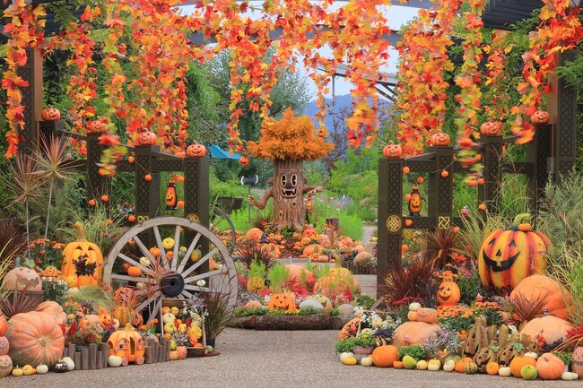 秋バラとハロウィン・ハーベスト 開催（国営越後丘陵公園）