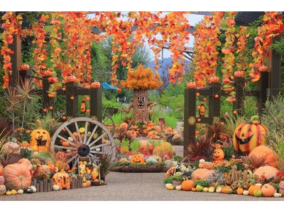 秋バラとハロウィン・ハーベスト 開催（国営越後丘陵公園）