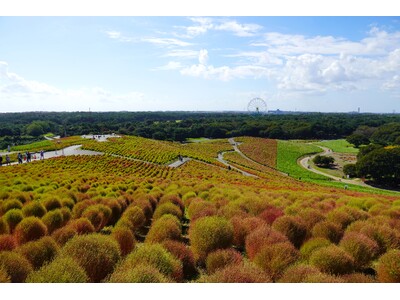 コキア “紅葉始め” となりました（国営ひたち海浜公園）
