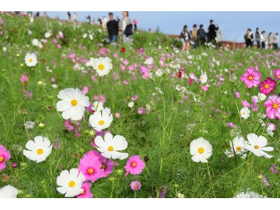 コスモスまもなく見頃です。(国営ひたち海浜公園)