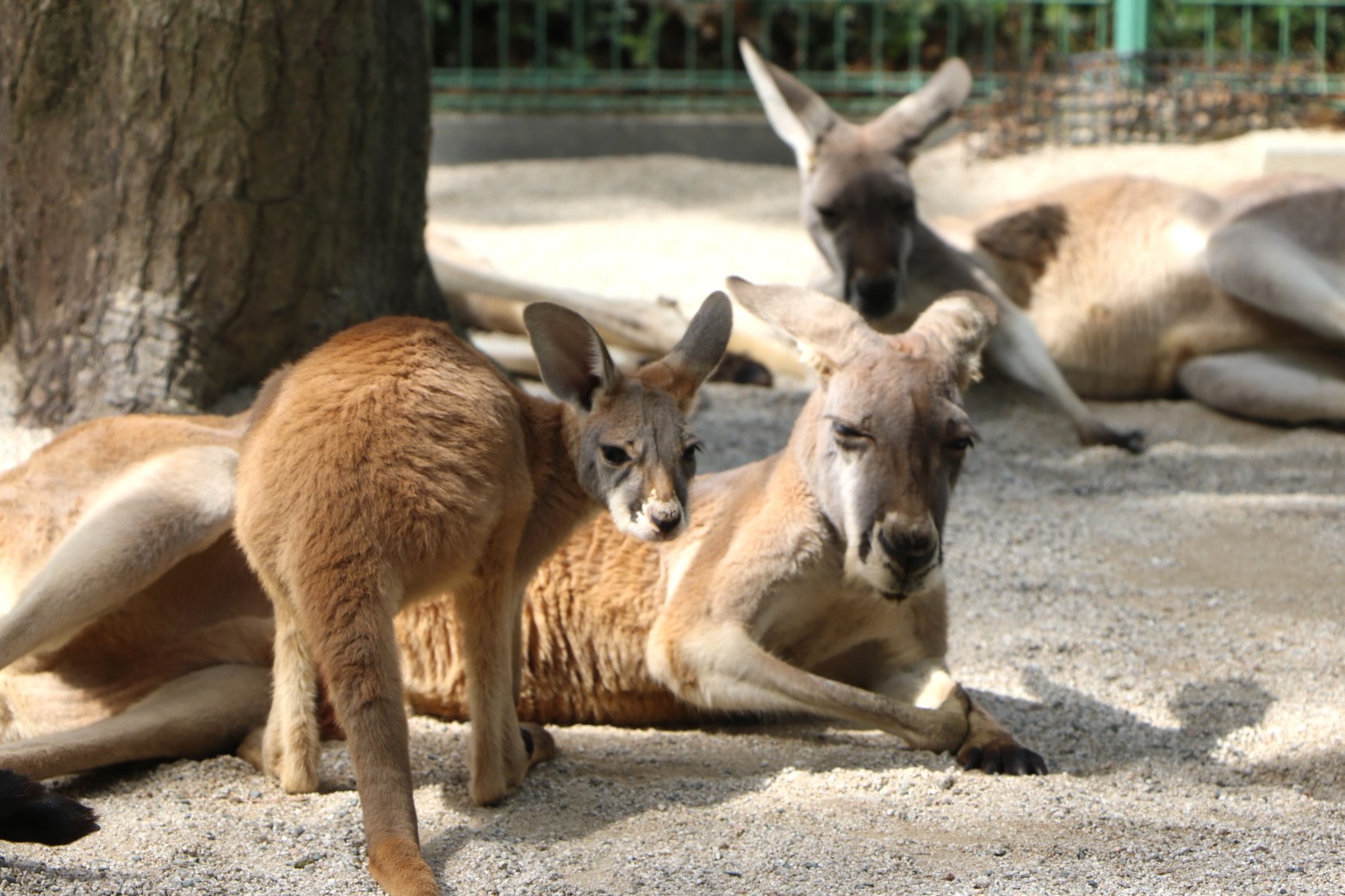 カンガルーベビーラッシュ到来中【国営海の中道海浜公園】