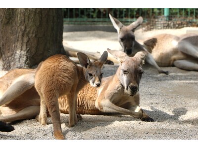 カンガルーベビーラッシュ到来中【国営海の中道海浜公園】