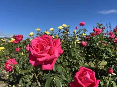 秋バラが見頃を迎えました(国営越後丘陵公園)