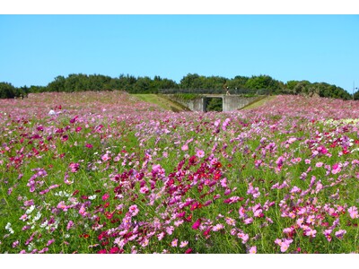 コスモス見頃【国営海の中道海浜公園】
