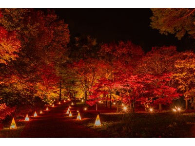 幻想的な紅葉の帳 『紅葉見ナイト』まもなく開催します（国営武蔵丘陵森林公園）