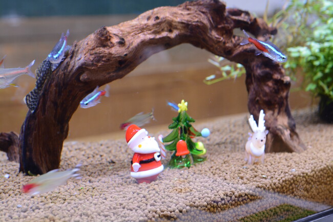 トロピカルクリスマス開催中！【国営アルプスあづみの公園　堀金・穂高地区】