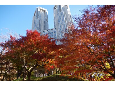 新宿中央公園　秋の紅葉散歩