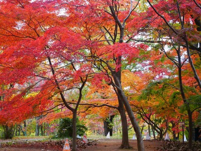 ～紅葉の帳が下りる森～紅葉が見頃を迎えました（国営武蔵丘陵森林公園）