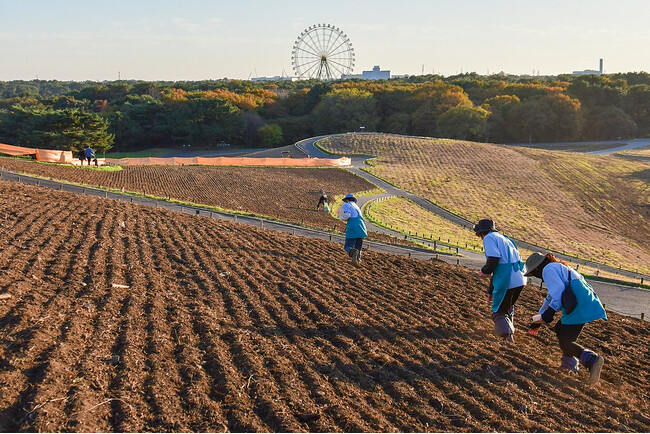ネモフィラの種まきが始まりました（国営ひたち海浜公園）：マピオン