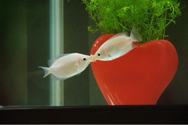 まるで水族館!?生き物の特別展示【国営アルプスあづみの公園堀金・穂高地区】