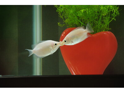 まるで水族館!?生き物の特別展示【国営アルプスあづみの公園堀金・穂高地区】